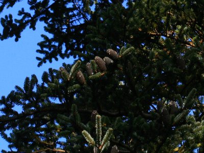Abies georgei