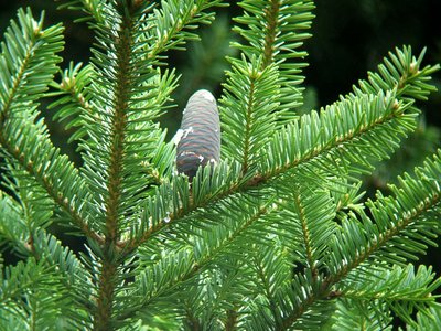 Abies homolepis