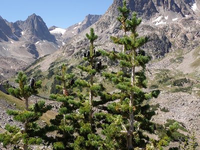 Abies lasiocarpa