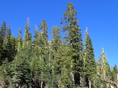 Abies magnifica