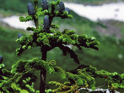 Abies mariesii