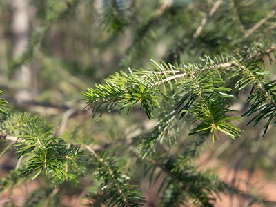 Abies nephrolepis