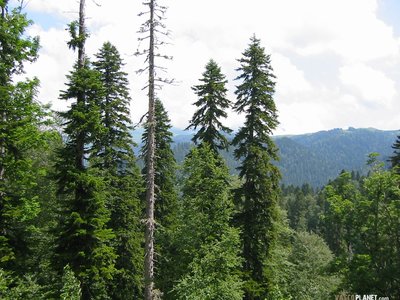 Abies nordmanniana