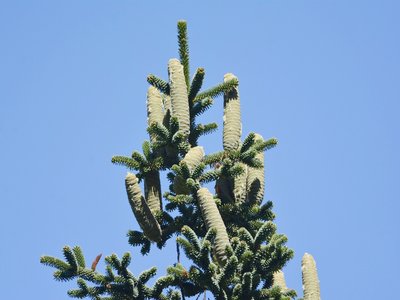 Abies numidica
