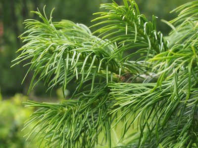 Abies pindrow