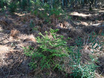 Abies pinsapo