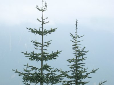 Abies procera