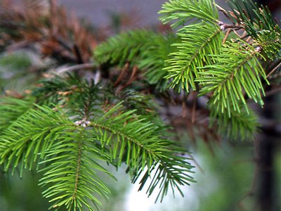 Abies sachalinensis