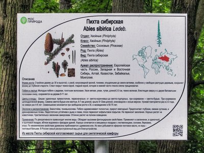 Abies semenovii