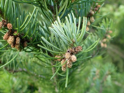 Abies sibirica