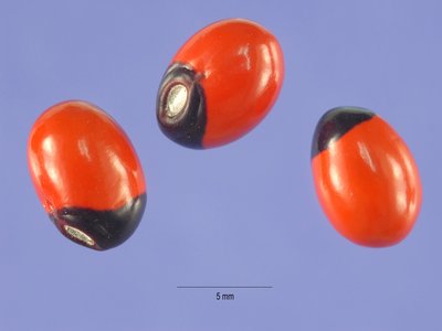 Abrus precatorius