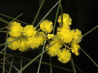 Acacia adunca