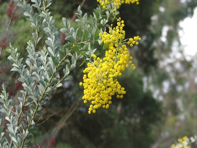 Acacia albicans