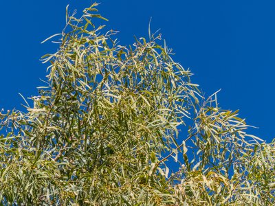 Acacia ampliceps