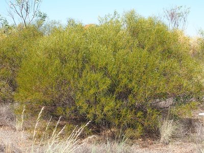 Acacia ancistrocarpa