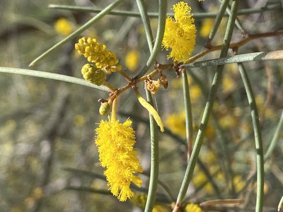 Acacia aneura