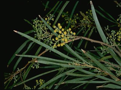 Acacia argyrodendron