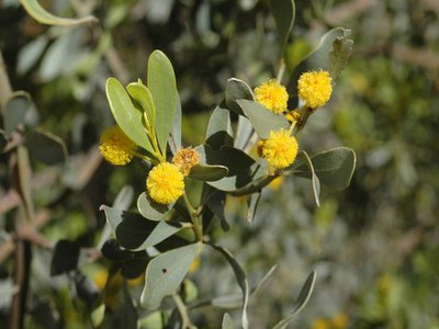 Acacia argyrophylla