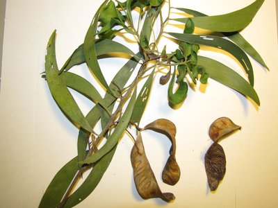 Acacia aulacocarpa