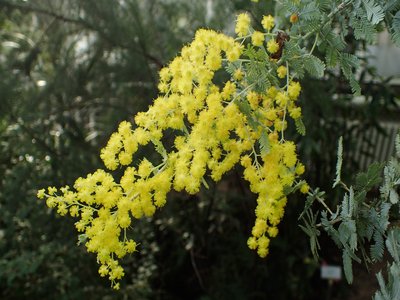 Acacia baileyana