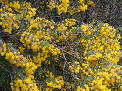 Acacia brachybotrya