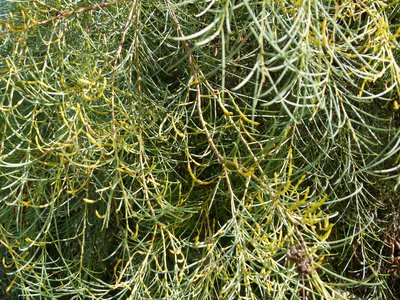 Acacia calamifolia