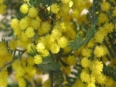 Acacia cardiophylla