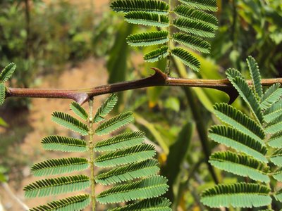 Acacia catechu