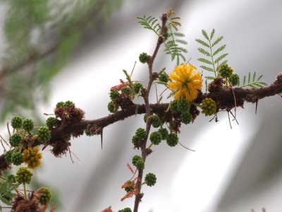 Acacia caven
