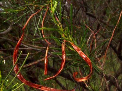 Acacia chisholmii