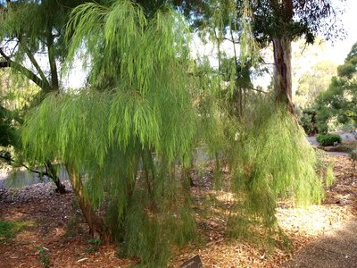 Acacia cognata