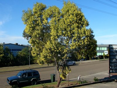 Acacia concurrens