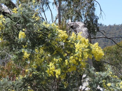 Acacia dealbata