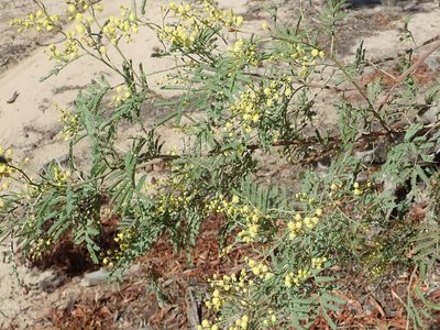 Acacia deanei