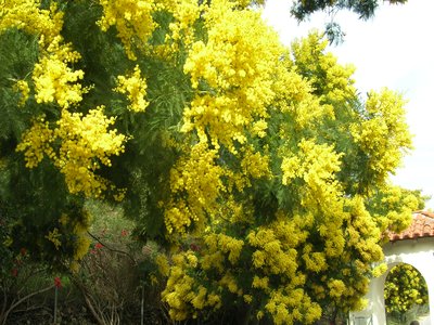 Acacia decurrens