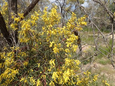 Acacia doratoxylon