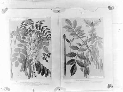 Acacia excelsior