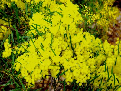 Acacia fimbriata
