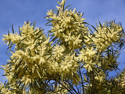 Acacia floribunda