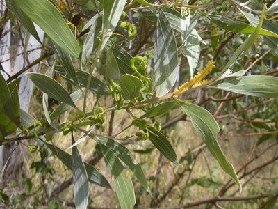 Acacia holosericea