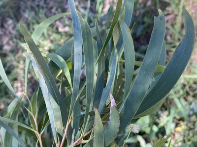 Acacia implexa