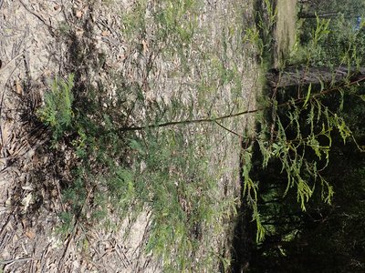 Acacia irrorata