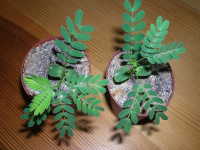 Acacia karroo