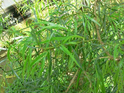 Acacia leprosa