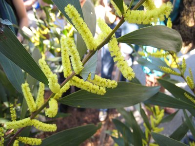 Acacia longifolia