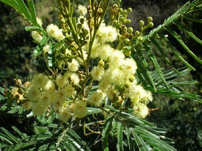 Acacia mearnsii
