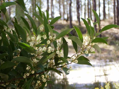 Acacia melanoxylon