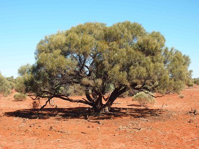 Acacia oswaldii