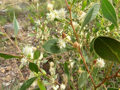 Acacia penninervis