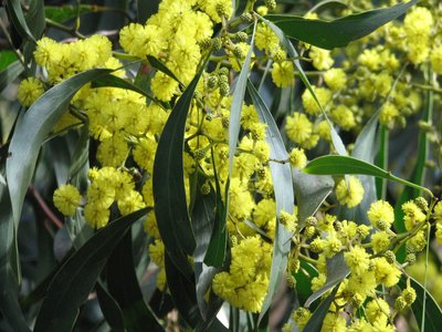 Acacia pycnantha